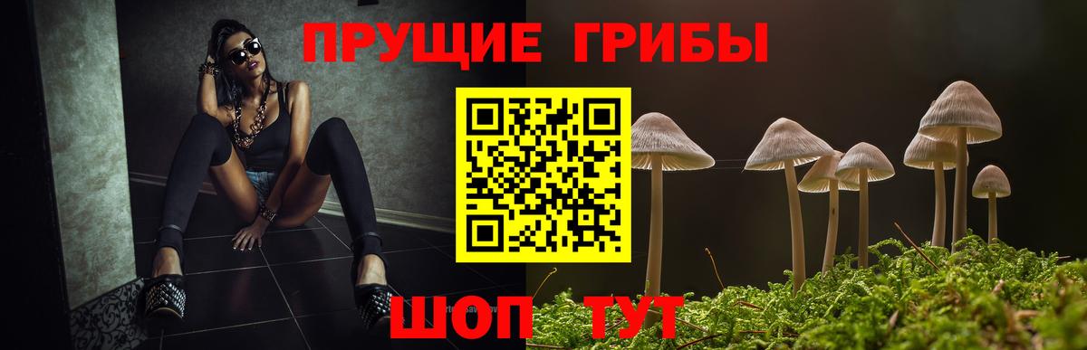 Псилоцибиновые грибы Psilocybine cubensis Лобня